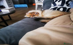 British Longhair cats for sale: Beautiful British Longhair - Image 4