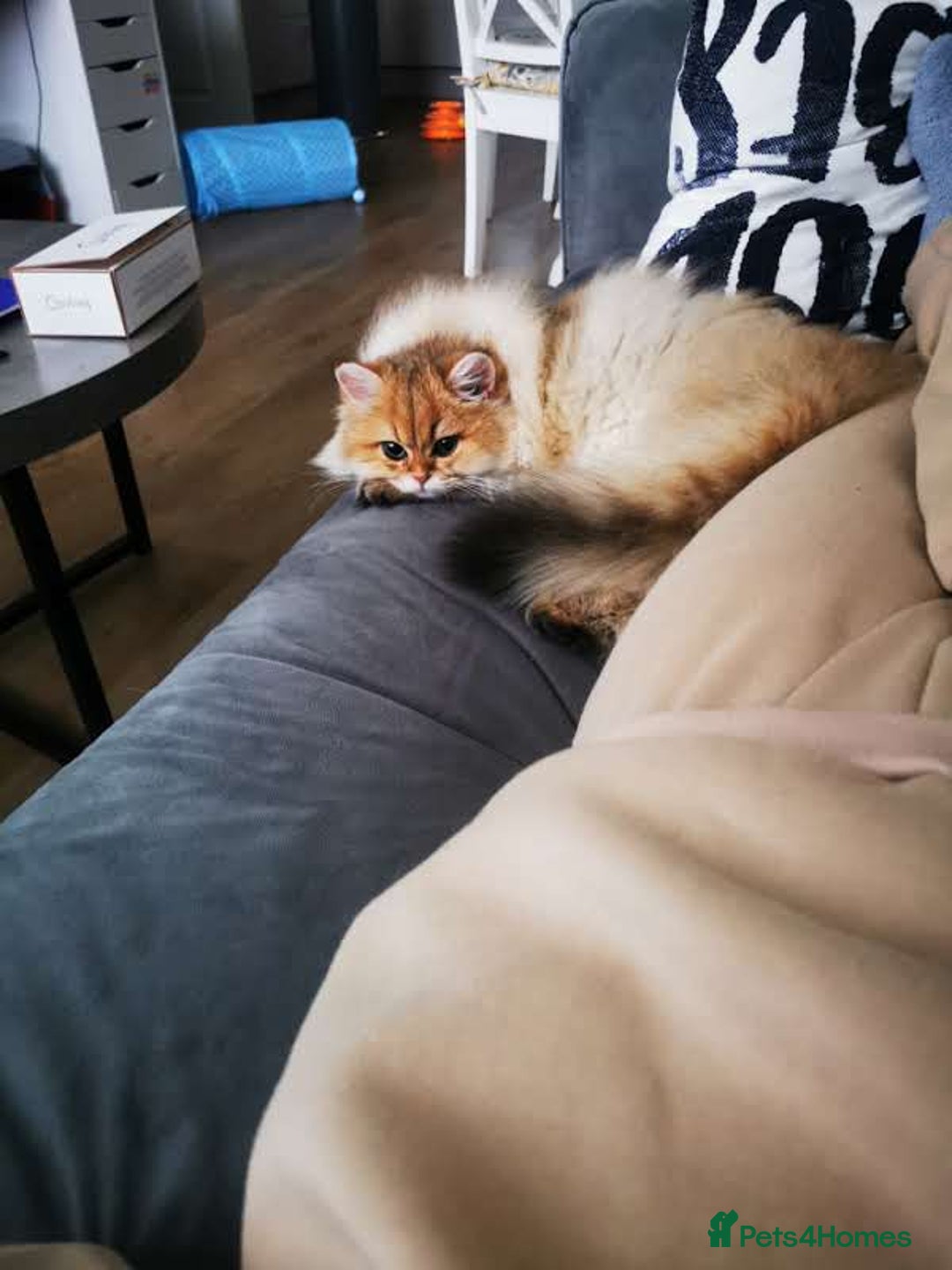 British Longhair cats for sale: Beautiful British Longhair - Image 4