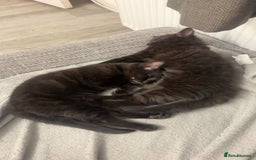 British Longhair cats for sale: 2 Black kittens  - Image 2