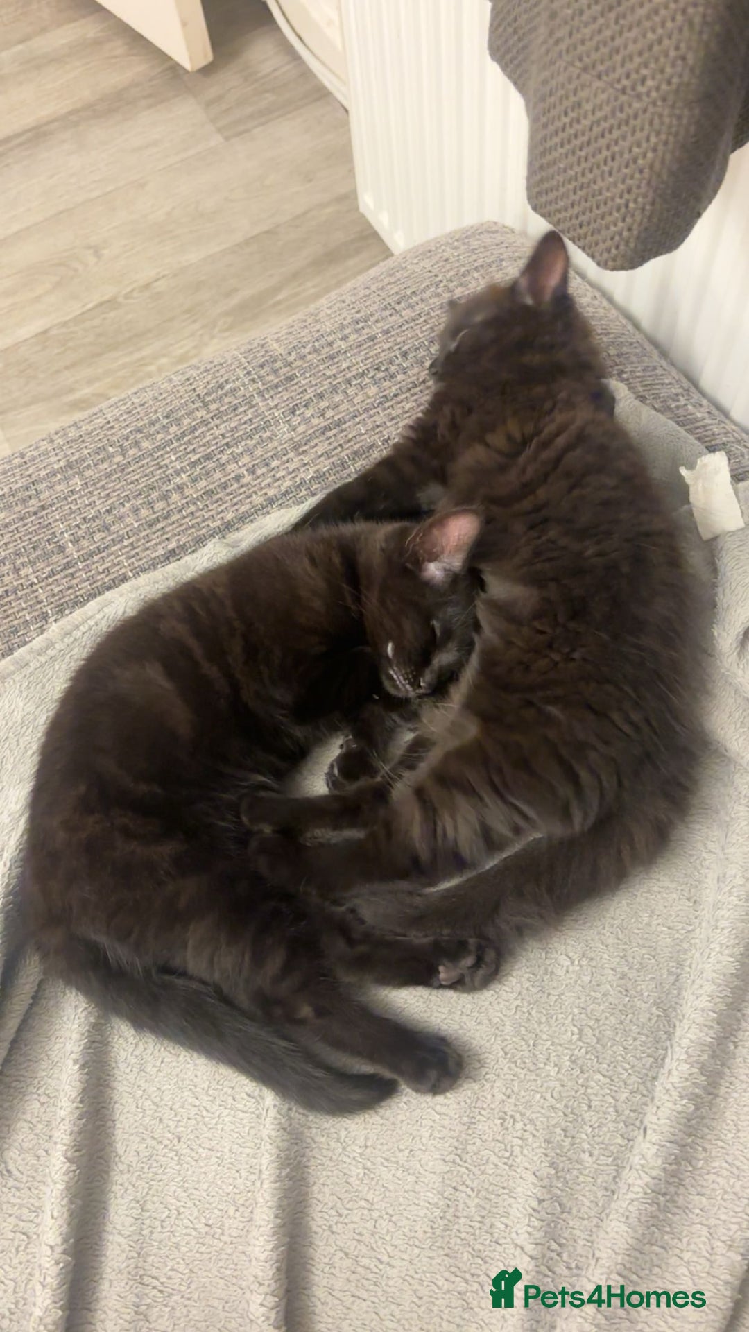 British Longhair cats for sale: 2 Black kittens  - Image 2