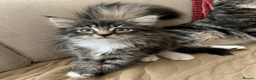 Maine Coon cats for sale: Three adorable Maine Coon Kittens For Sale  - Advert 9