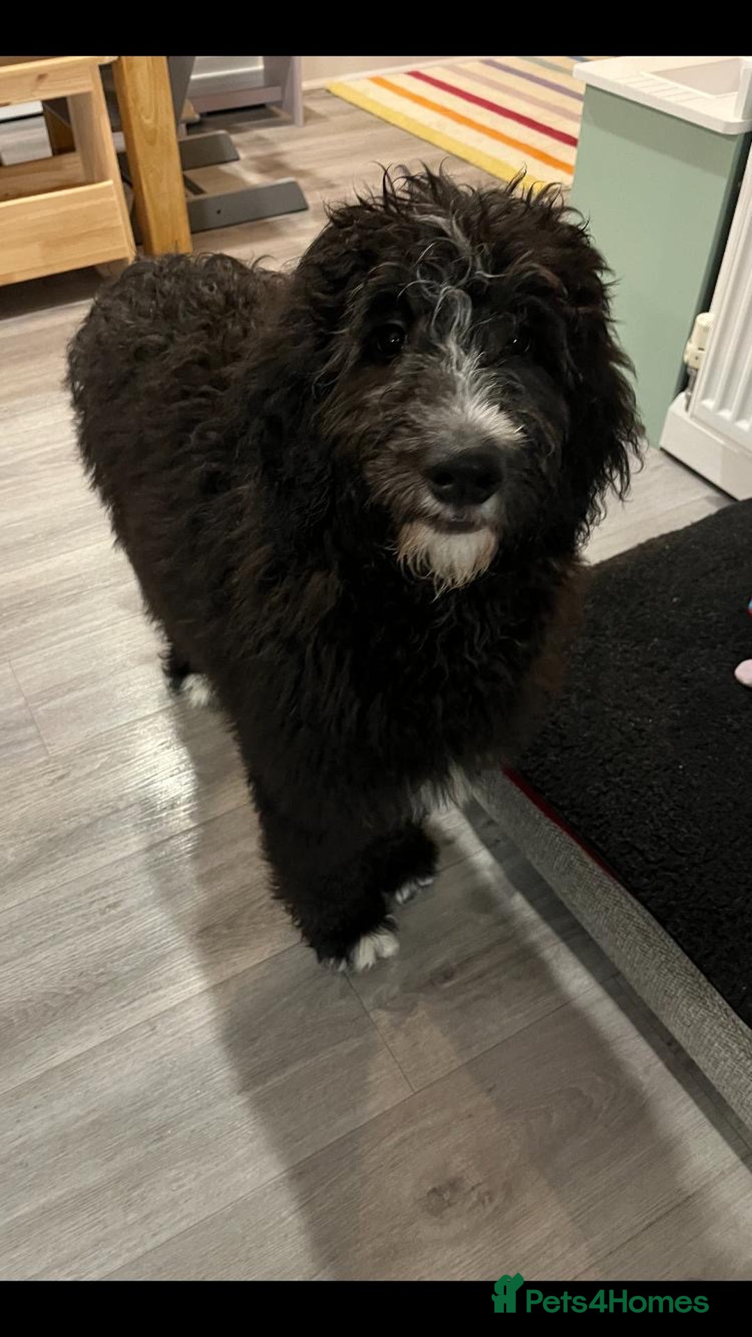 Bernedoodle dogs for sale: Adorable, 19week old bernedoodle boy - Advert 7