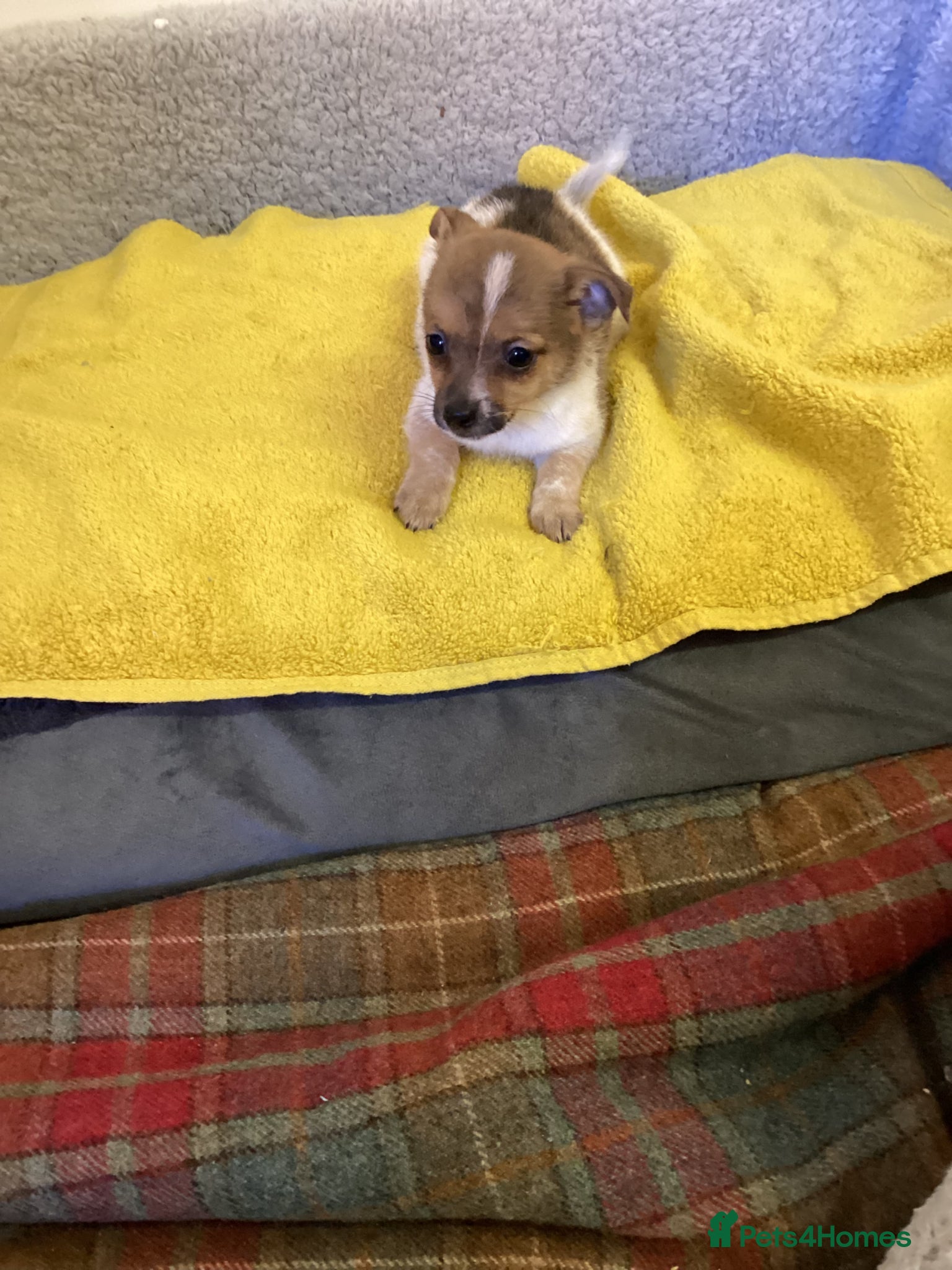 Mixed Breed dogs Jack Pom  - Advert 1