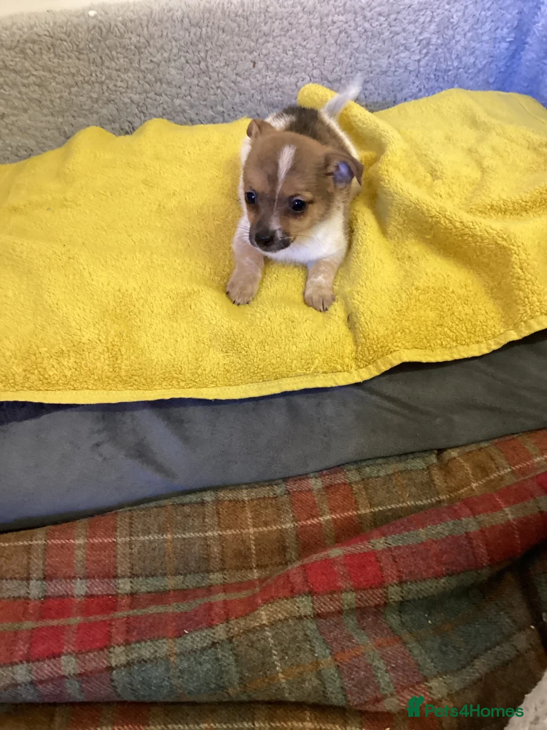 Mixed Breed dogs for sale: Jack Pom  - Advert 1