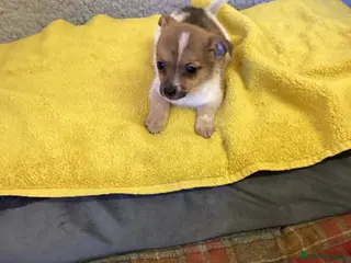 Mixed Breed dogs Jack Pom - Advert 1