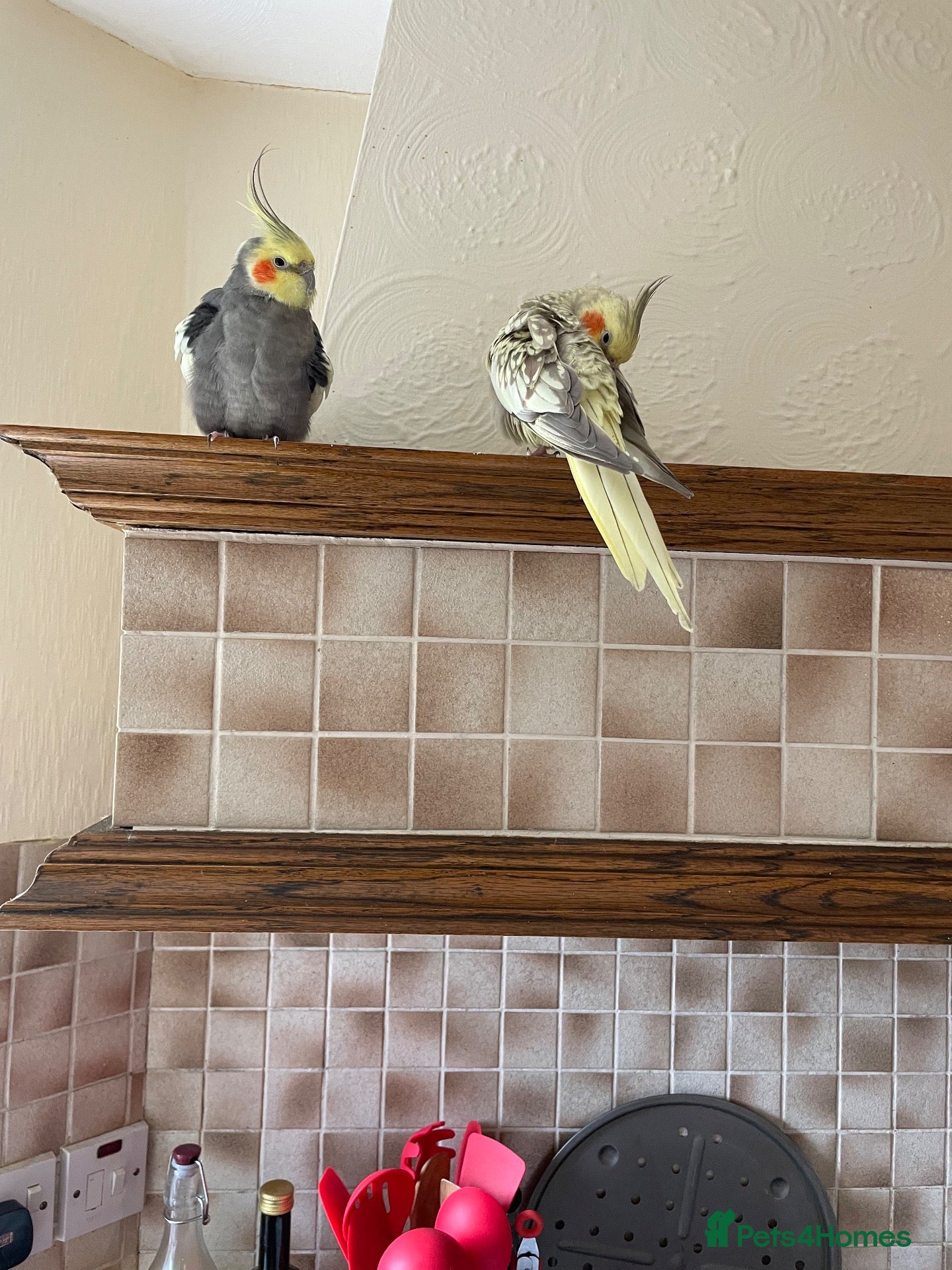 Cockatiels birds Breeding pair of cockatiels  - Advert 7