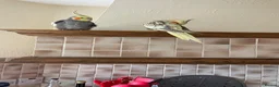 Cockatiels birds for sale: Breeding pair of cockatiels  in Bedford - Advert 1