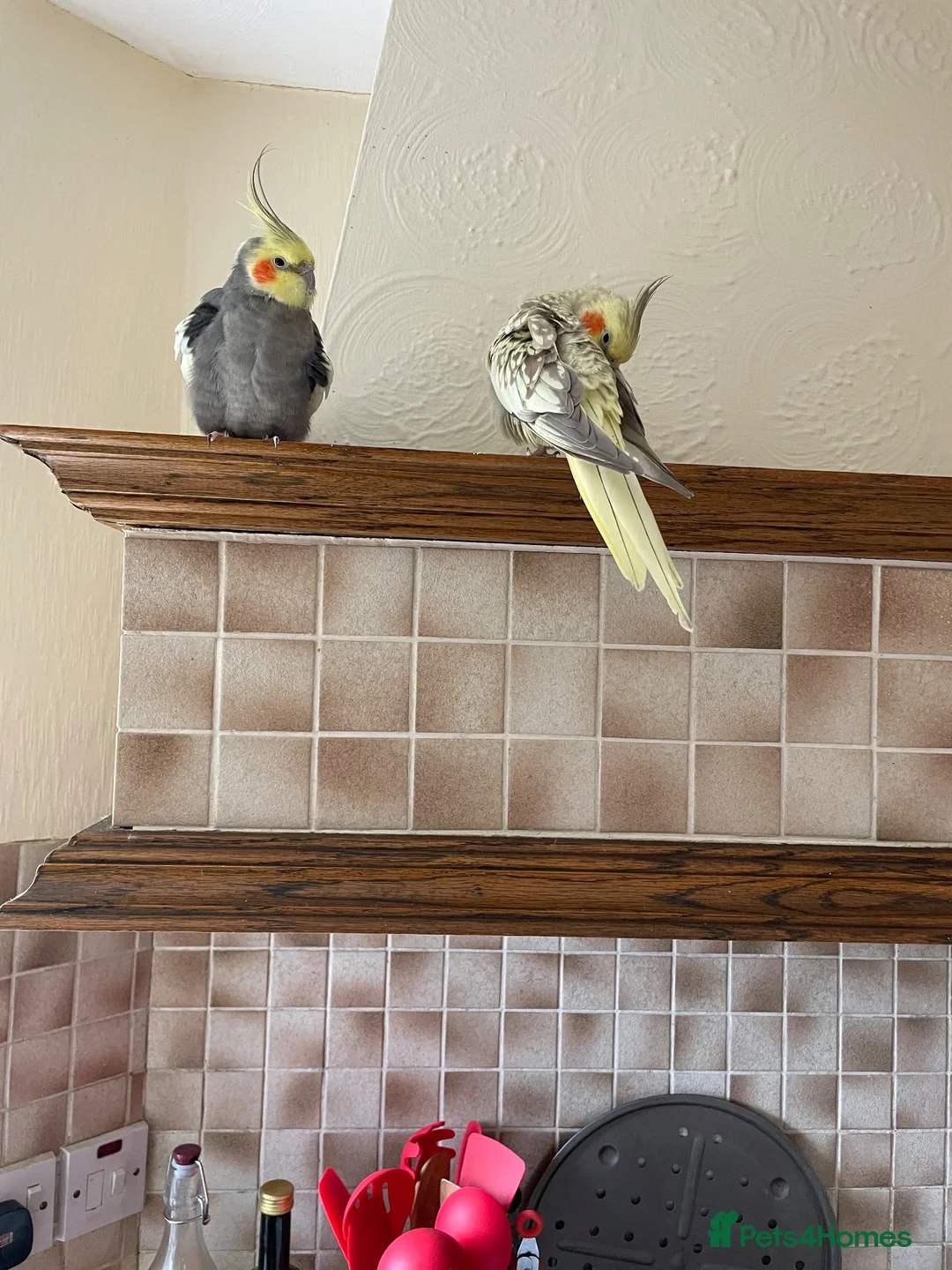 Cockatiels birds for sale: Breeding pair of cockatiels  in Bedford - Advert 1