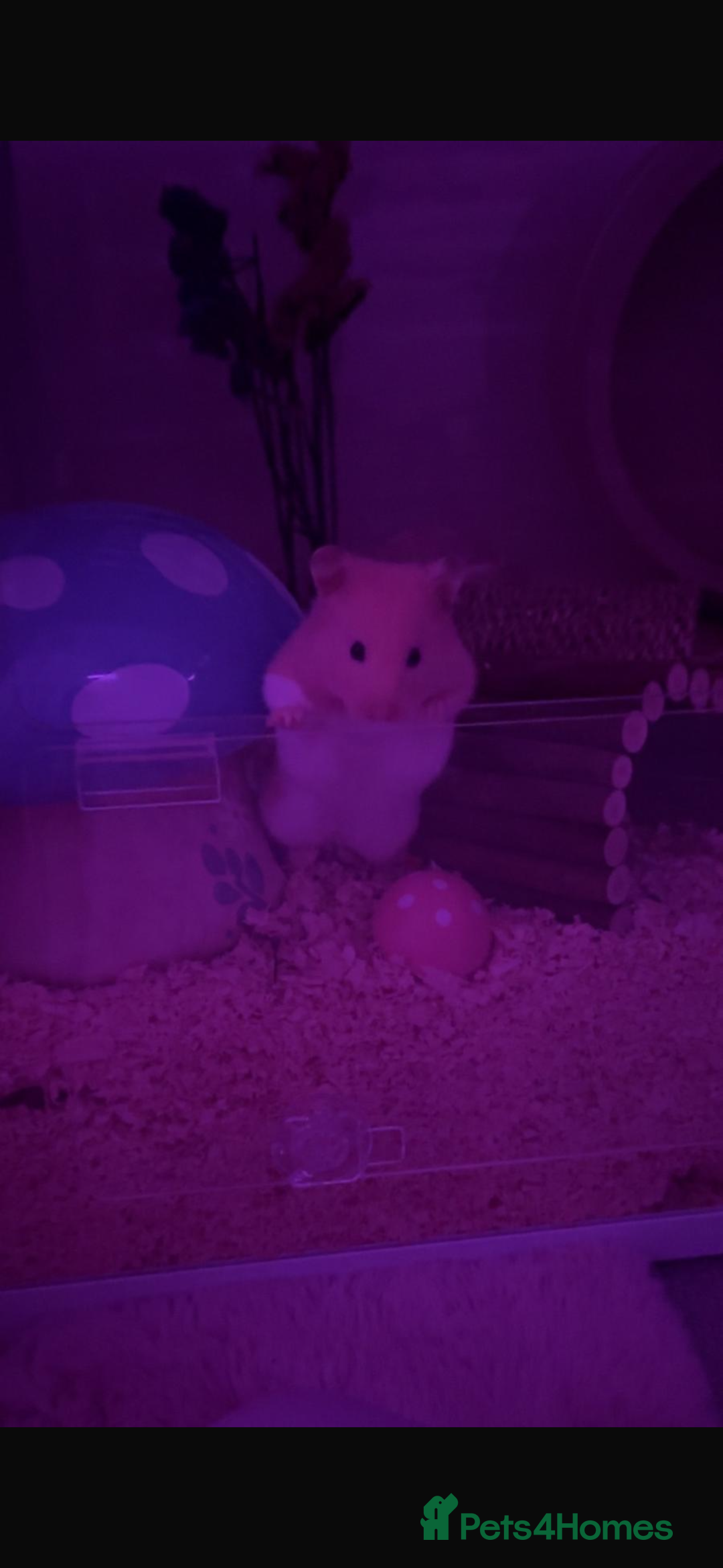 Hamster rodents for sale: syrian male hamster  - Advert 2