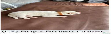 L2 - Brown Collar Boy