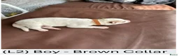 Siberian Husky dogs for sale: Beautiful Siberian Husky Puppies – Litter 2  - Advert 8