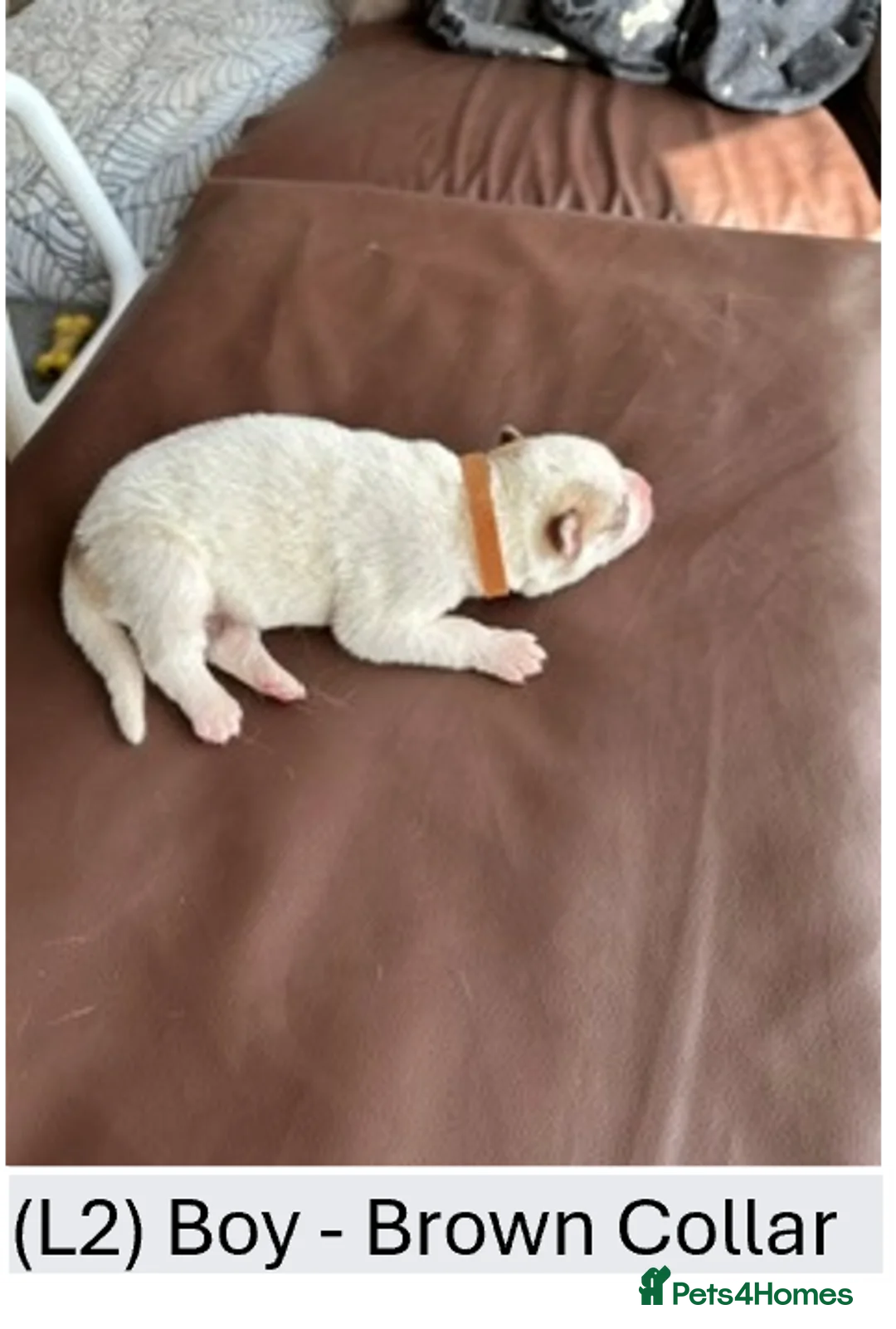 Siberian Husky dogs for sale: Beautiful Siberian Husky Puppies – Litter 2  - Advert 8