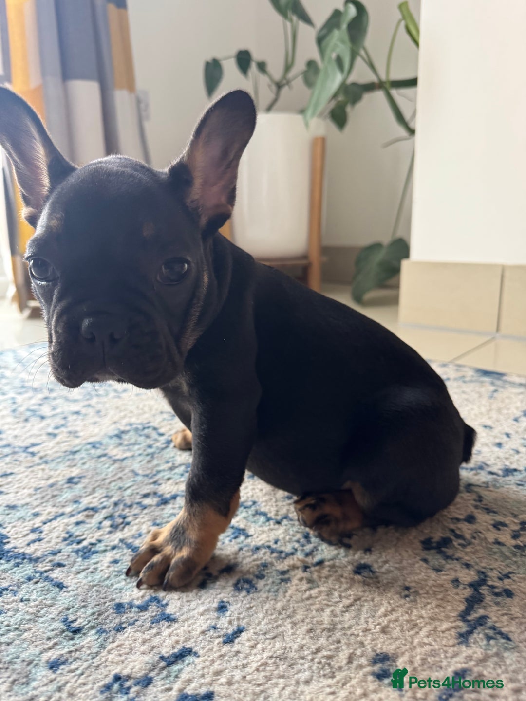 French Bulldog dogs for sale:  REDUCED, 1 GIRL LEFT French bulldog puppies  - Image 13