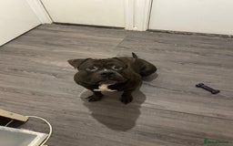 American Bully dogs for sale: Pocket Bully  - Image 3