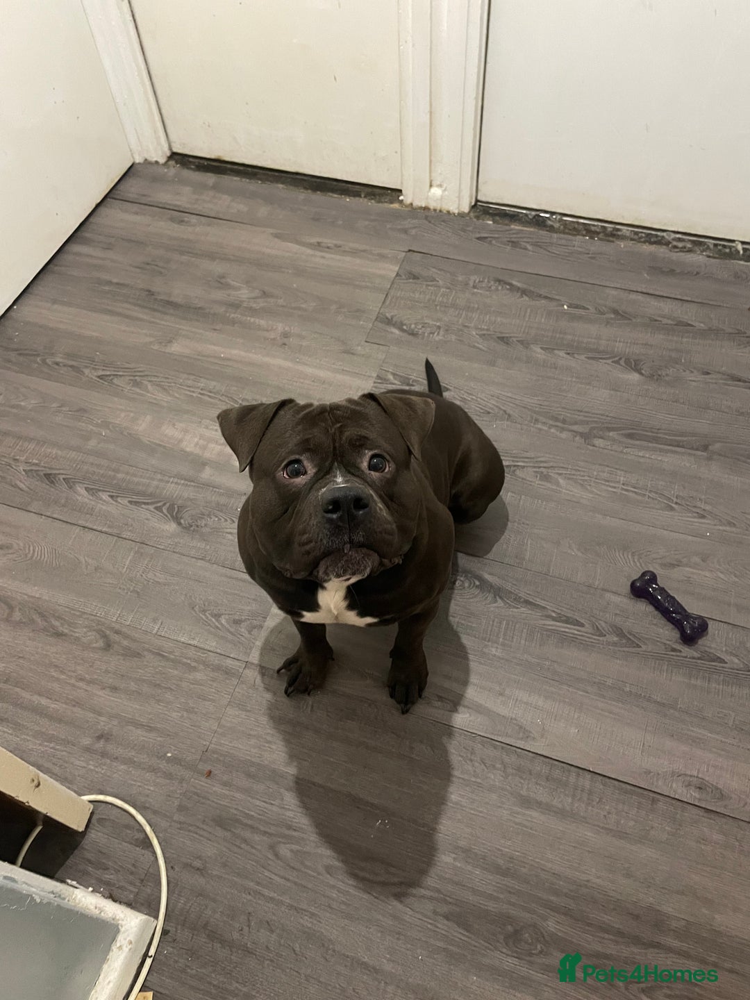 American Bully dogs for sale: Pocket Bully  - Image 3