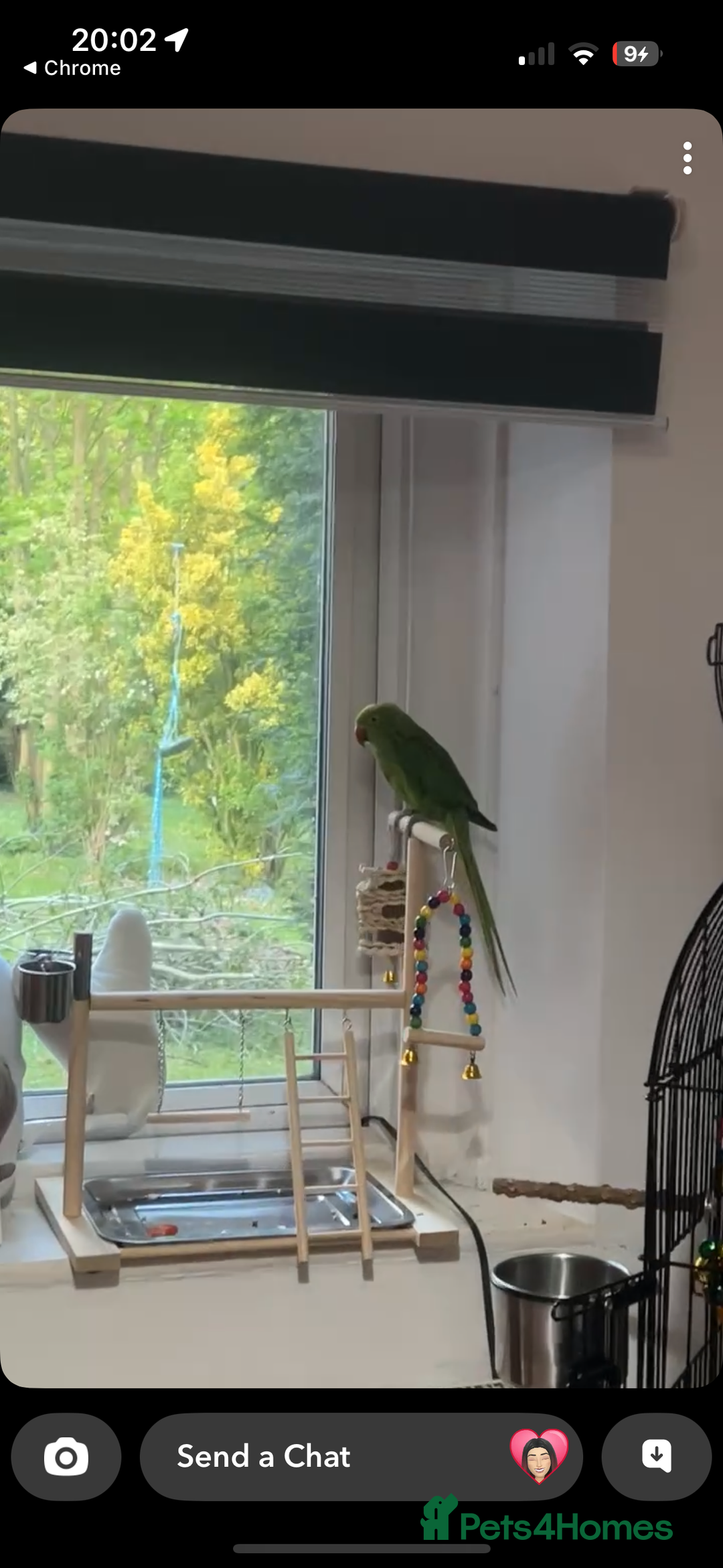 Ringnecks birds for sale: Male green indian ringneck parrot bird with cage - Advert 5