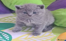 British Shorthair cats for sale: ⚜️British ShortHair Blue &Lilac kittens ⚜️GCCF ⚜️ - Image 2