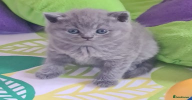 British Shorthair cats - Advert 8
