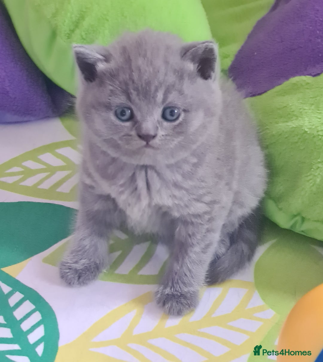 British Shorthair cats for sale: ⚜️British ShortHair Blue &Lilac kittens ⚜️GCCF ⚜️ - Image 2