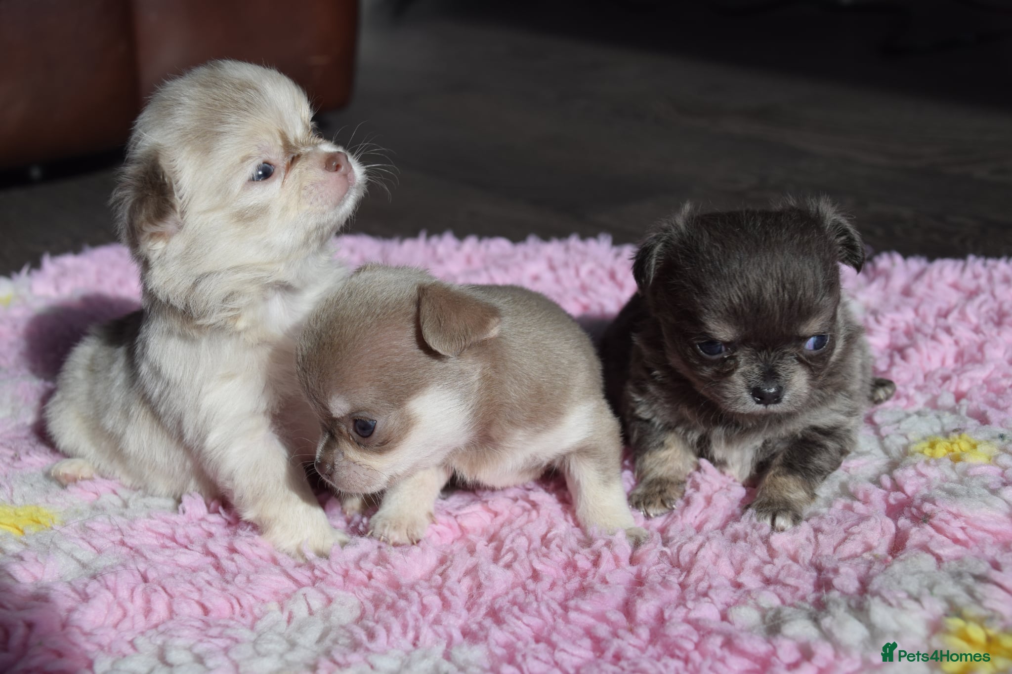 Chihuahua dogs Two Chihuahua Puppies - Advert 7