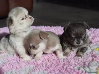 Chihuahua dogs Two Chihuahua Puppies - Advert 7