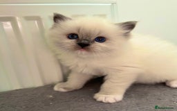 Ragdoll cats for stud: GCCF/TICA GrandChampion Bloodline Ragdoll for Stud in Accrington - Image 8