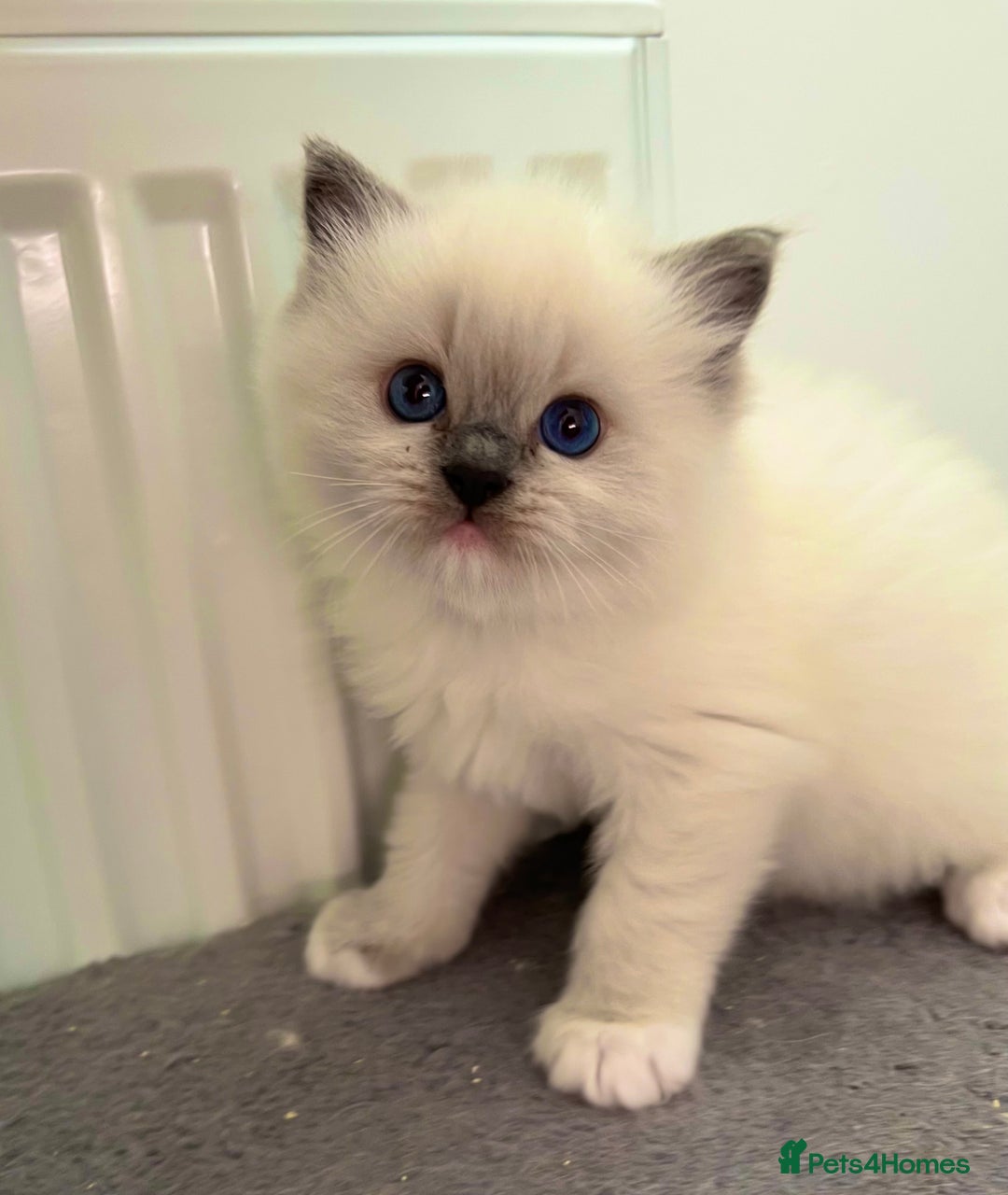 Ragdoll cats for stud: GCCF/TICA GrandChampion Bloodline Ragdoll for Stud in Accrington - Image 8
