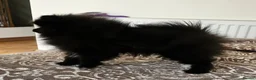 Pomeranian dogs for sale: Pomeranians - Advert 10