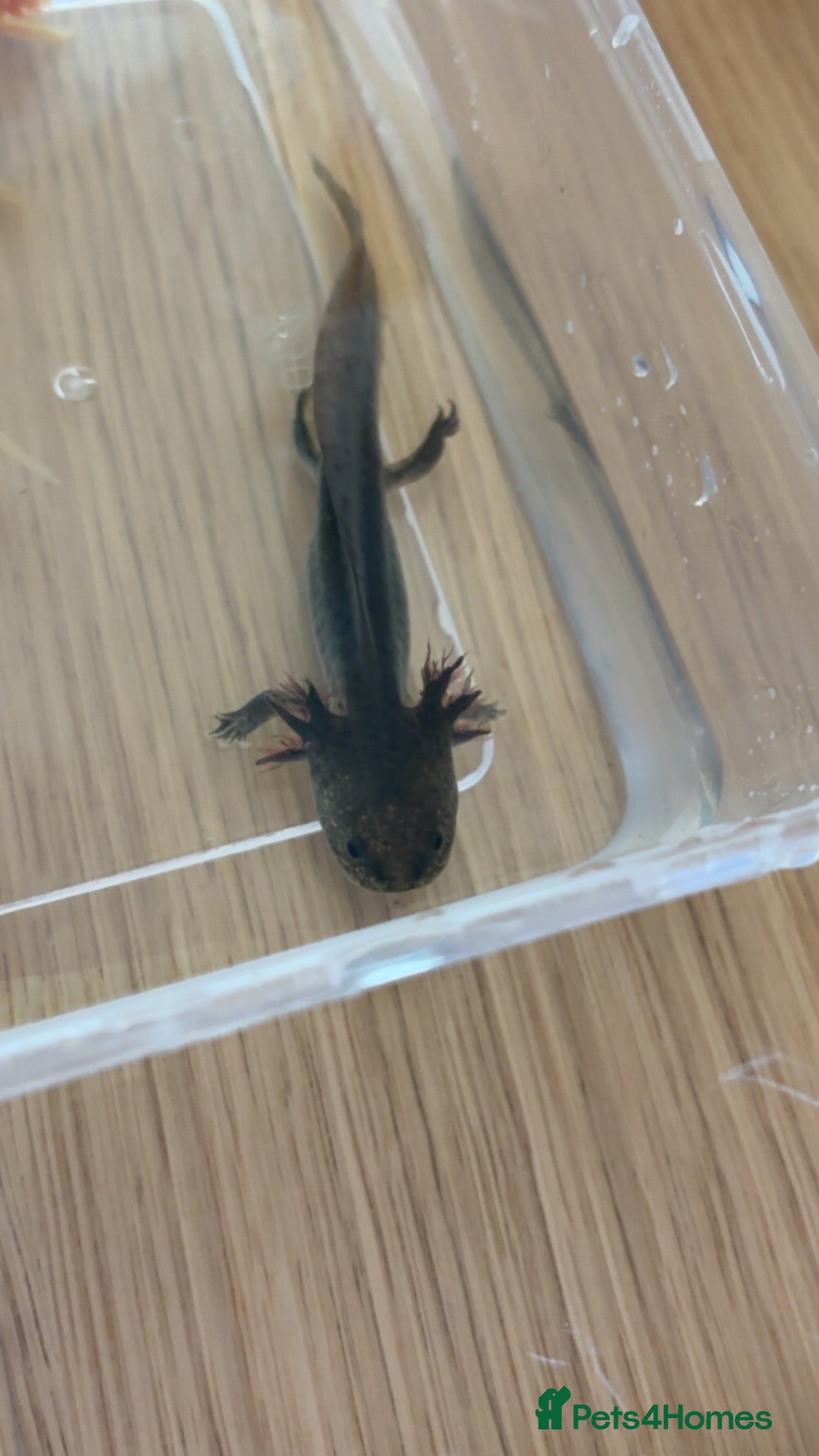 Axolotl reptiles Baby axolotls leucistic & black - Advert 15