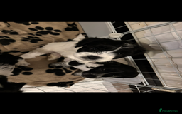 Mixed Breed dogs for sale: Mixed breed puppies  - Image 1