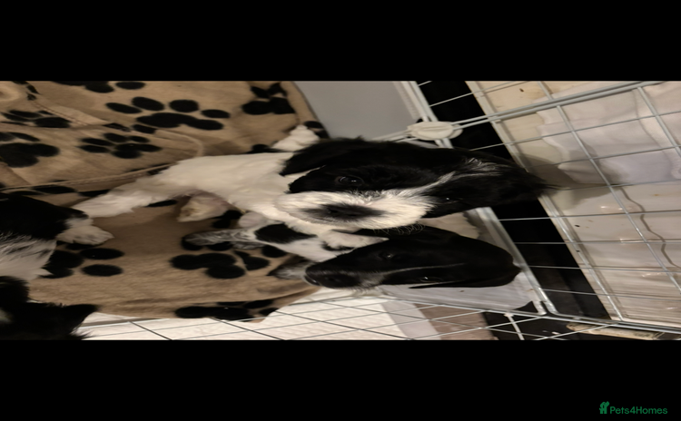 Mixed Breed dogs - Advert 7
