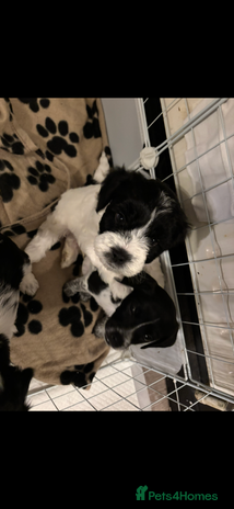 Mixed Breed dogs - Advert 5