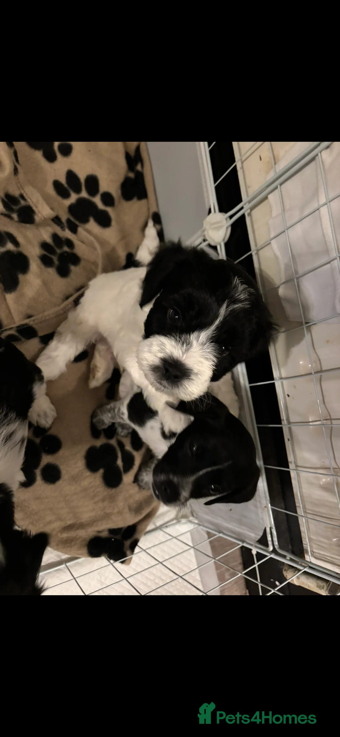 Mixed Breed dogs for sale: Mixed breed puppies  - Advert 1