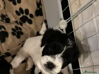 Mixed Breed dogs Mixed breed puppies - Advert 2