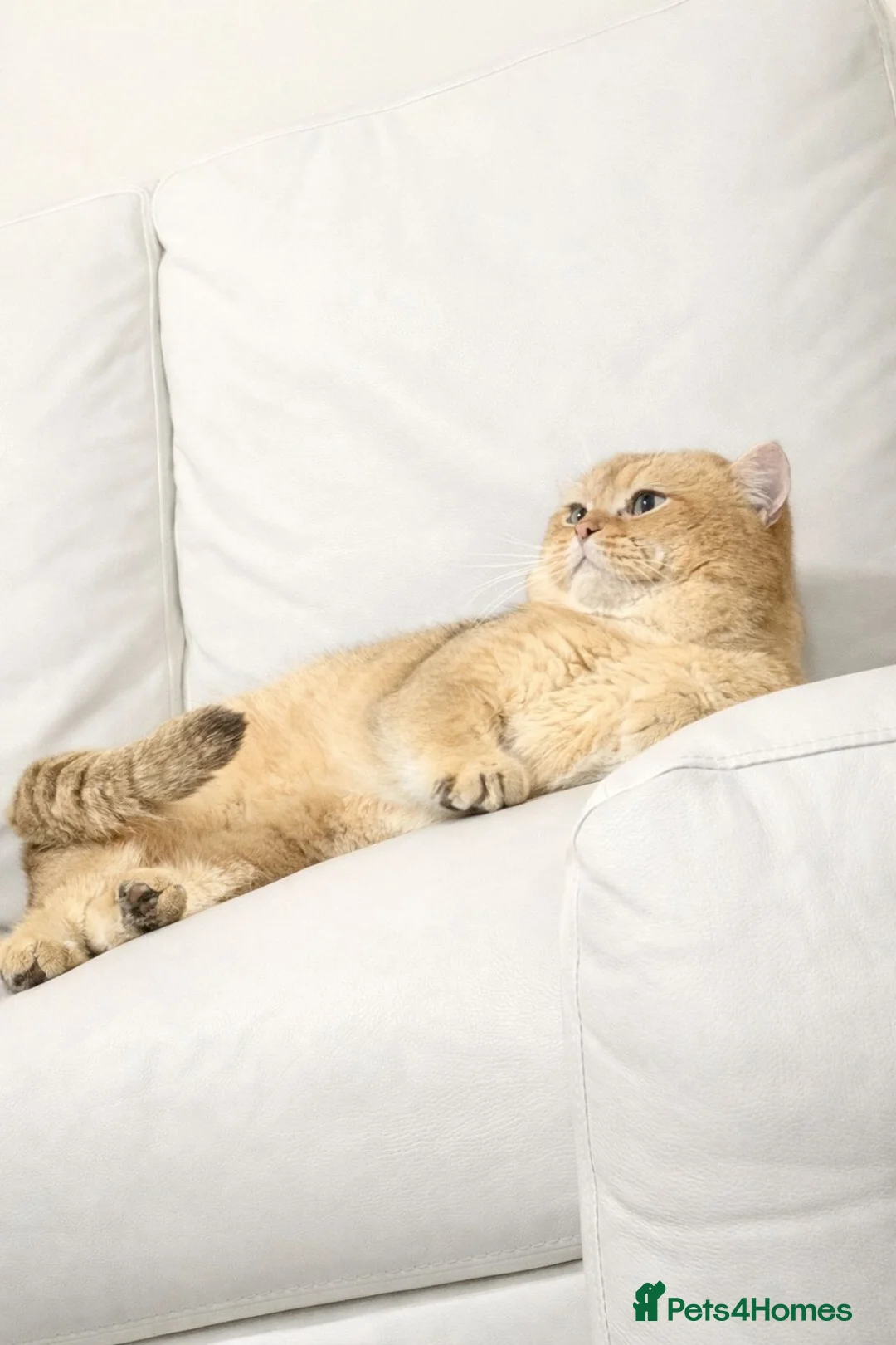 British Shorthair cats for stud: British cat - Advert 2