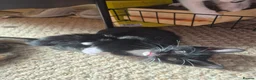 Mixed Breed cats for sale: Kittens - Advert 38