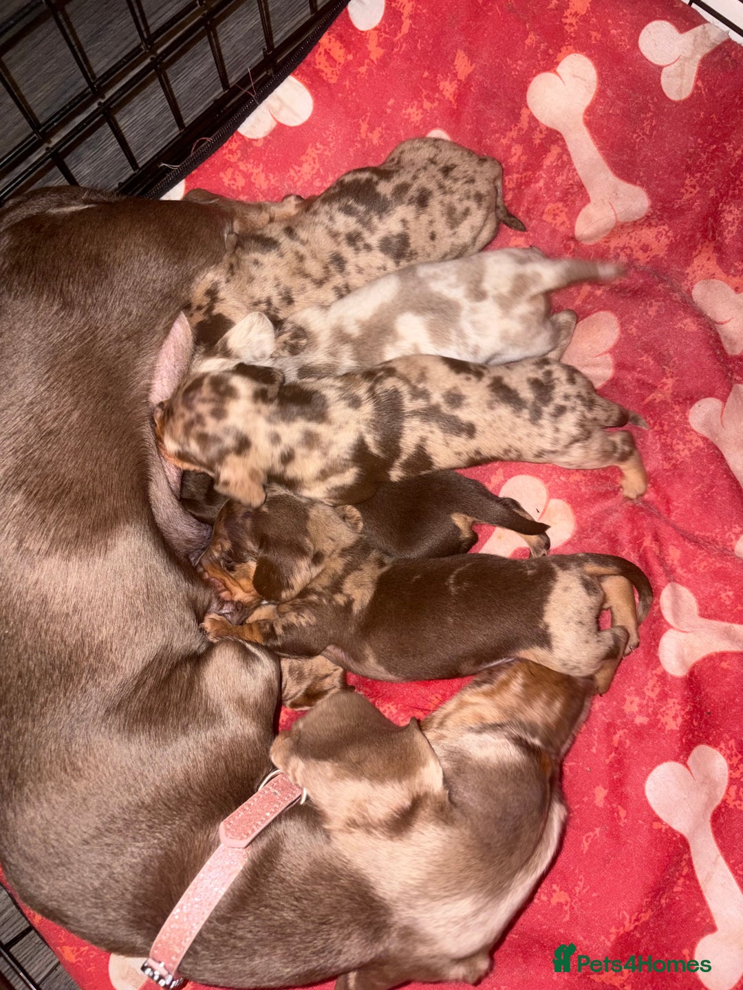 Miniature Dachshund dogs for sale: 🐾 Miniature Dachshund Puppies KC Registered  - Advert 6