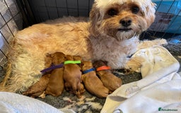 Cavapoo dogs for sale: F1b Cavapoo Puppies - Image 9
