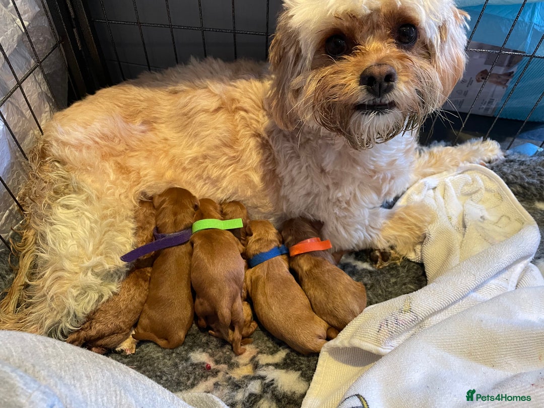Cavapoo dogs for sale: F1b Cavapoo Puppies - Image 9