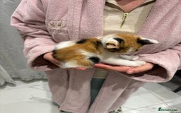 British Longhair cats for sale: Long hair fluffy kittens ginger male available  - Image 8