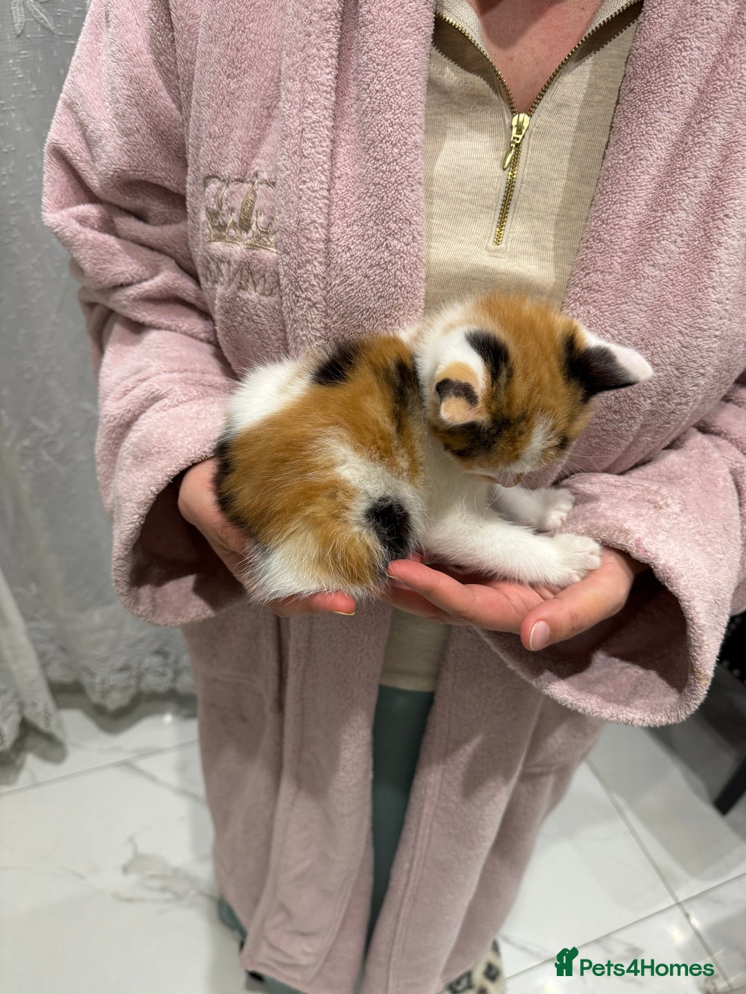 British Longhair cats for sale: Long hair fluffy kittens ginger male available  - Image 8