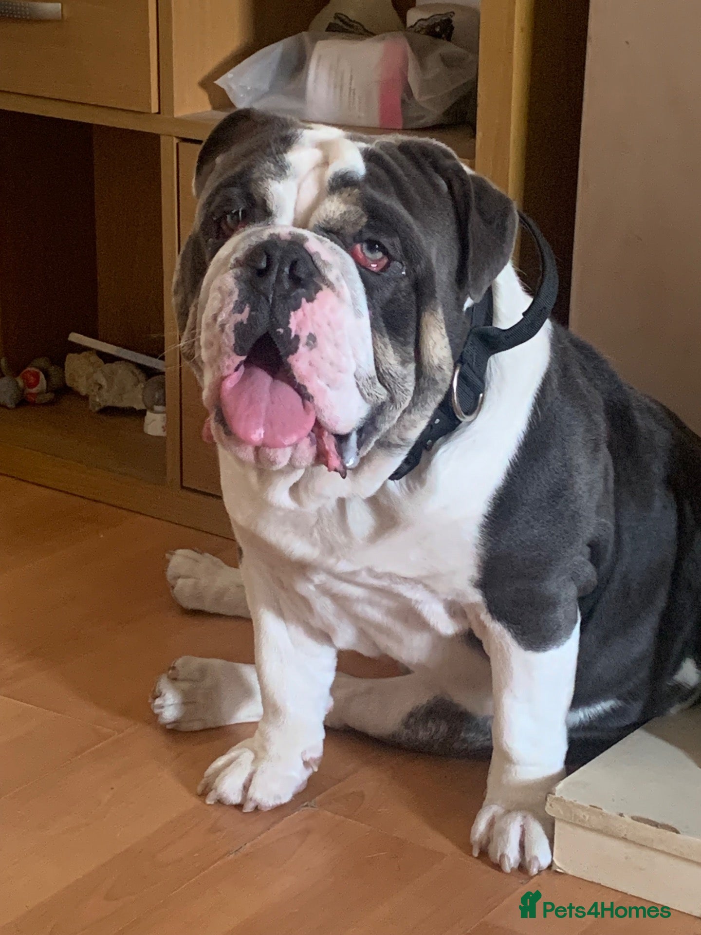 English Bulldog dogs PABLO 2 year old. English bulldog  - Advert 14
