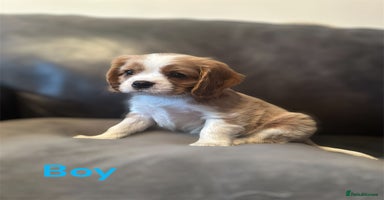 Cavalier King Charles Spaniel dogs cavalier king charles  - Advert 2