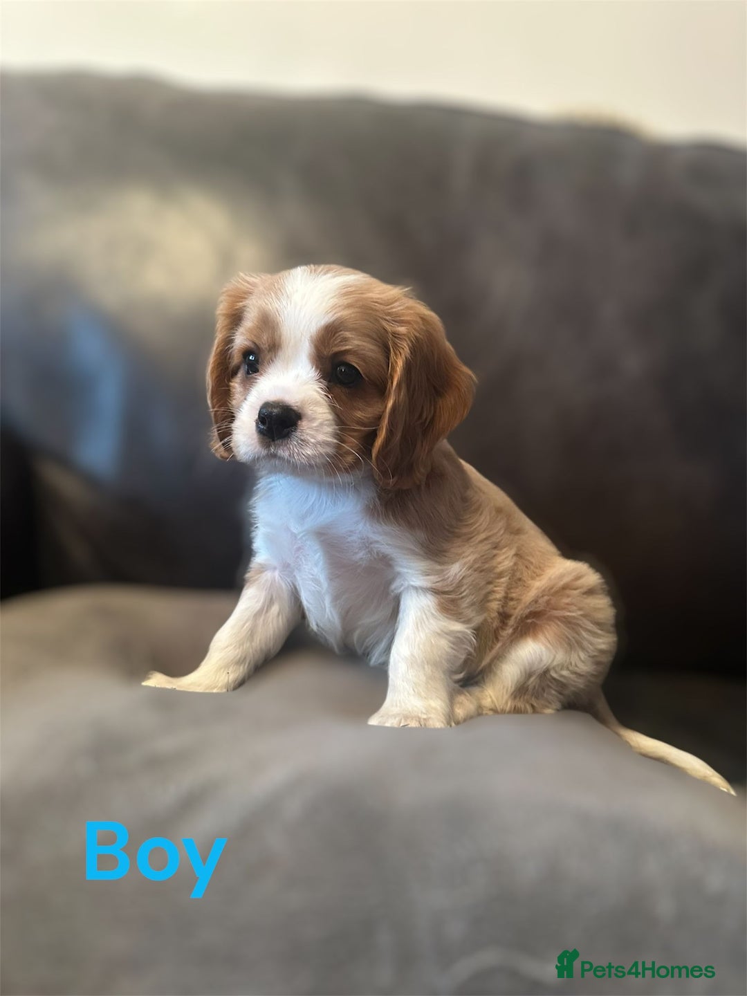 Cavalier King Charles Spaniel dogs for sale: cavalier king charles  - Image 2