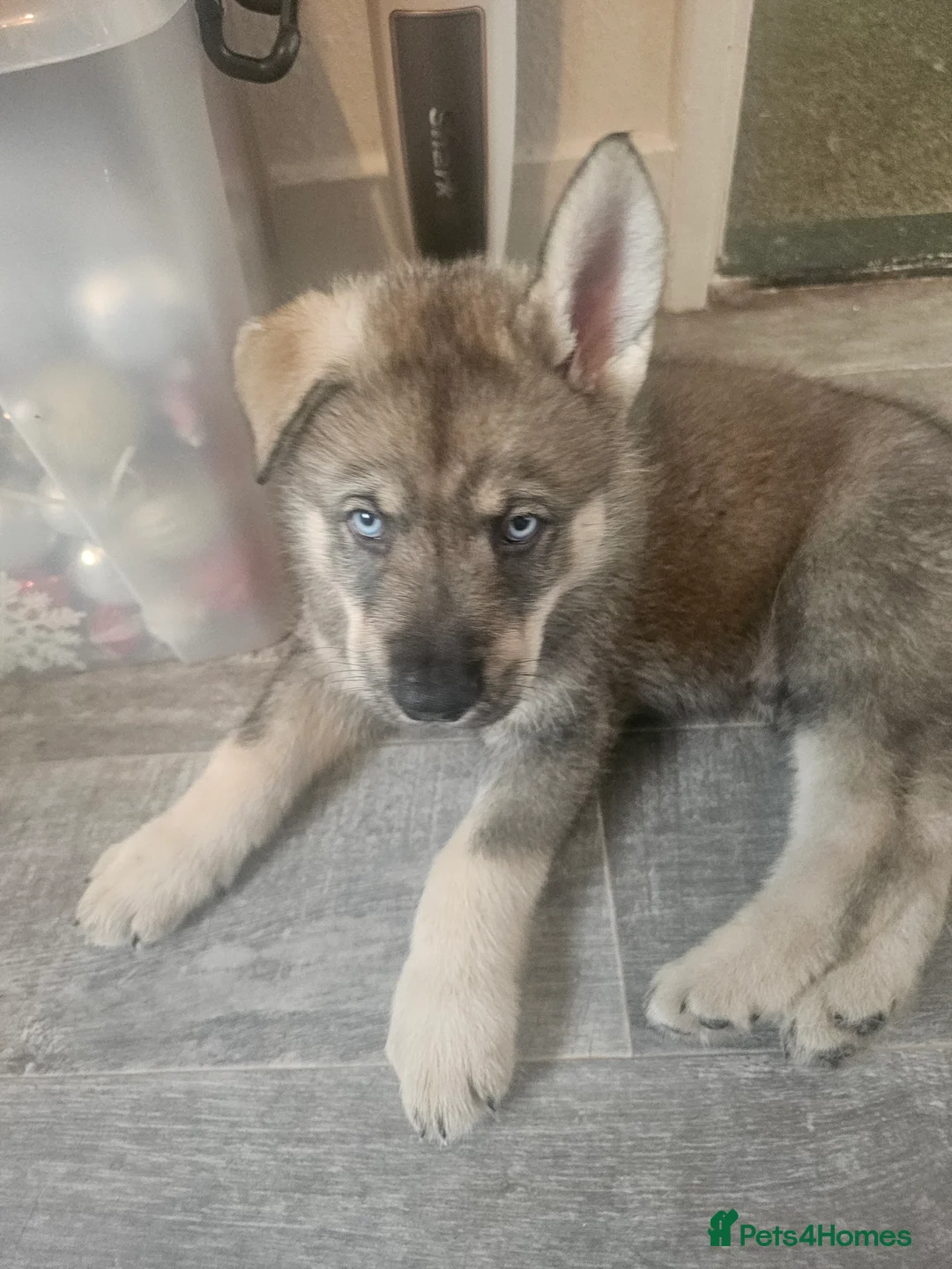 Utonagan dogs for sale: German Shep x Malamute x Husky Puppies - Advert 23
