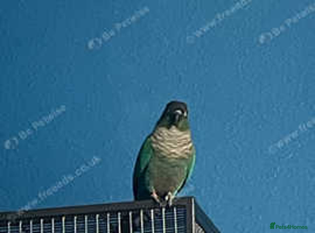 Conures birds for sale: Green cheek conure - Advert 2