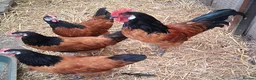 Chickens poultry for sale: Vorverk large fowl 1 trio - Advert 1