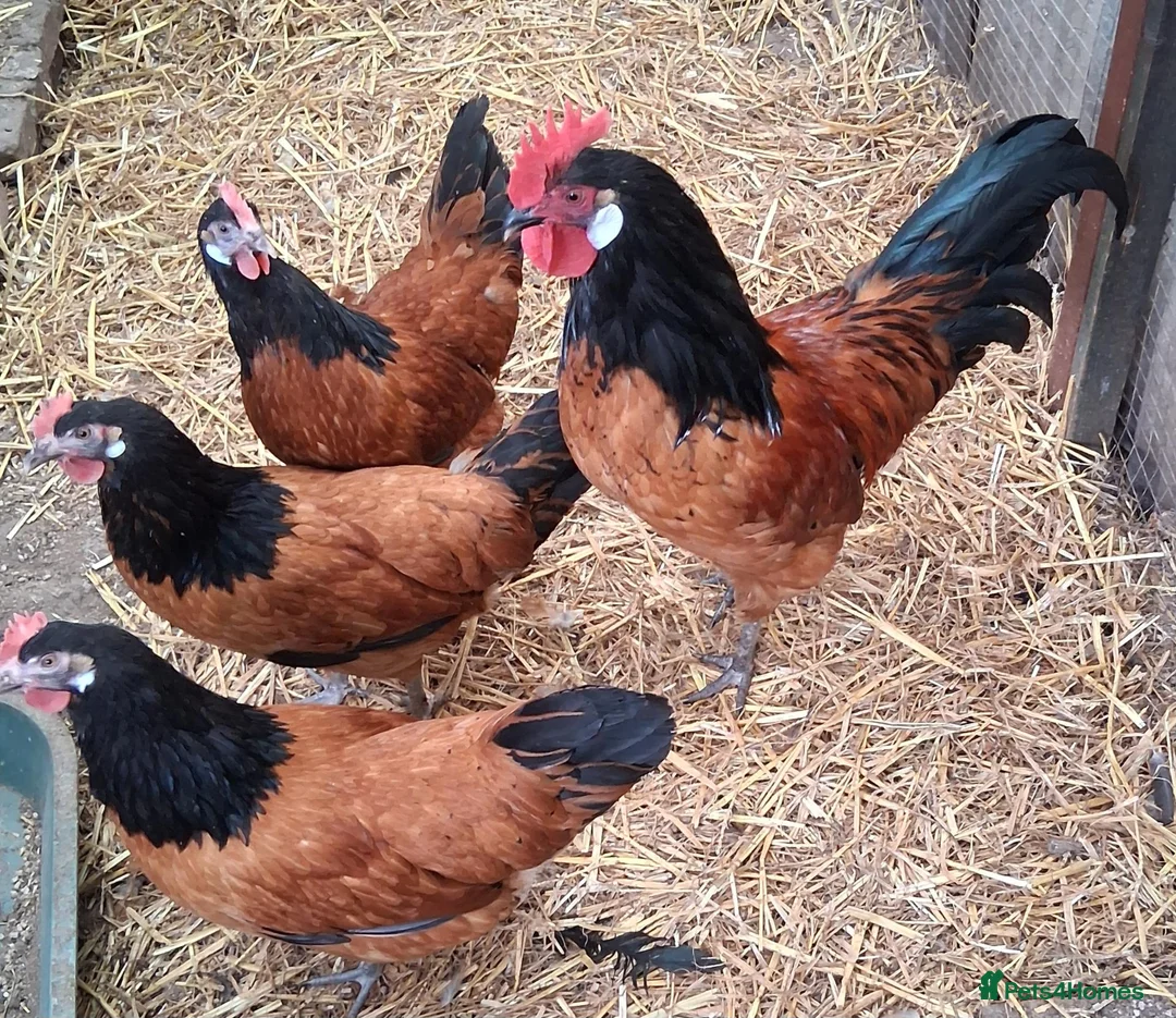 Chickens poultry for sale: Vorverk large fowl 1 trio - Advert 1