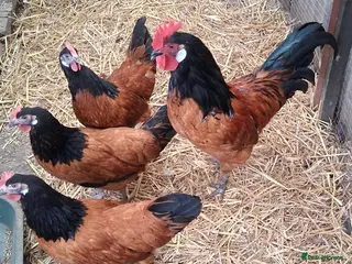 Chickens poultry Vorverk large fowl 1 trio - Advert 1