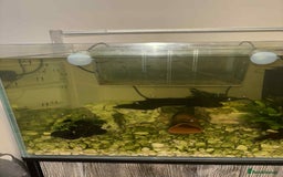 Plecos fish for sale: Bristlenose Plecos - Image 1